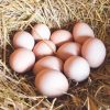 10 Trứng Gà Mỹ Hatch